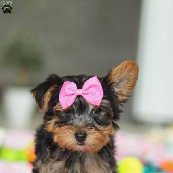 Bella, Yorkie Puppy